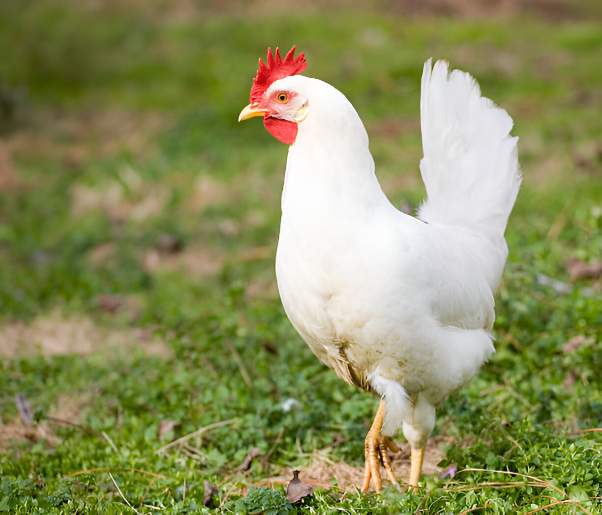 broiler-img